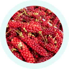Schisandra Berry