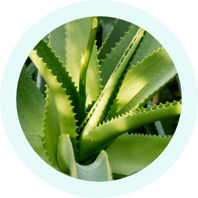 Organic Aloe Vera