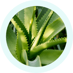 Organic Aloe Vera