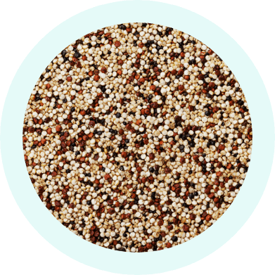 Organic Quinoa Seed